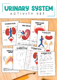 Urinary System Activity Set