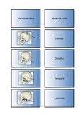 The Human Body - Skeletal System Flash Cards III