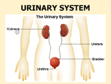 Urinary System Slide presentation, Study Guide & Test
