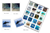 Marine Animals 3-Part Cards - Montessori Nomenclature