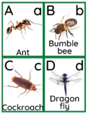 Creative curriculum Alphabet insects