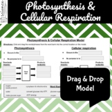 Photosynthesis & Cellular Respiration Model Sorting Activity for Middle School