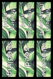Word wall - Plants - Science