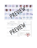 From Fertilization to Birth Health Lesson & Activity