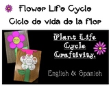 Life Cycle of a Flower Craft-Ciclo de vida de la flor