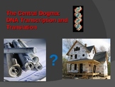 DNA Transcription and Translation: The Central Dogma