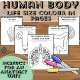 Human body unit - Life size organs and body parts cut and colouring pages
