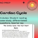 Heart Beats Cardiac Cycle Heart Beat Anatomy Reading Comprehension Worksheet