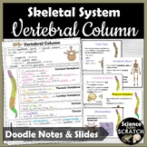 Vertebral Column (Backbone, Spine) Doodle Notes & PPT Slides | Skeletal System