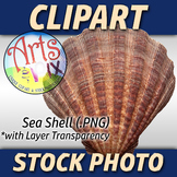 "Sea Shell" Clipart Stock Photo of a Sea Shell