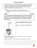 The Digestive System Group Inquiry Worksheets