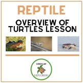 Florida Turtles Overview Lesson with Turtle Coloring Page