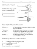 Parts of a plant and life cycle test
