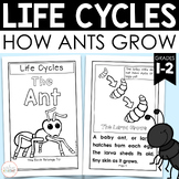 Life Cycle of an Ant - A Science Book and Activities for First and Second Grade