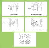 Frog Life Cycle Book Pack