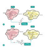Cox-active-site