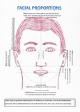 Worksheet Facial Porportions Template