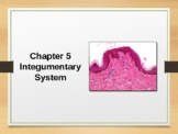 A&P Integumentary System PowerPoint to Accompany Openstax Text Chapter 5