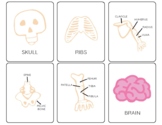 Human Anatomy Flashcards