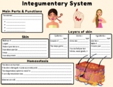 Integumentary System Notes