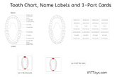 Tooth Chart, Name Labels and 3-Part Cards - Montessori Nomenclature