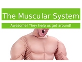 The Muscular System Lesson - Powerpoint or Flipped Classroom Base