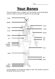 The Skeletal System | Names of Bones