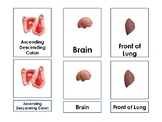 3-part cards Internal Organs