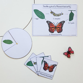 Life cycle of a Monarch butterfly