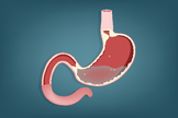 A part of human organs: The stomach