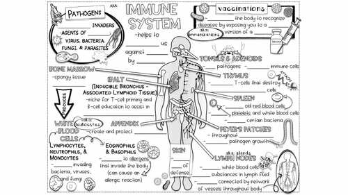 94083-immune-system-doodle-notes-amp-quiz-human-body-defense-structures-amp-pathogens-1.jpg