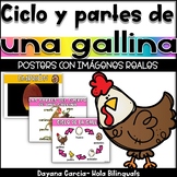 Ciclo de vida y partes GALLINAS